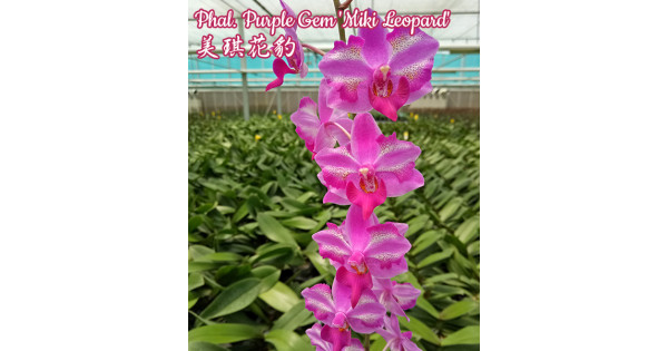 Орхидея Phal. Purple Gem Miki Leopard - купить, доставка Украина